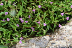 Cyanotis fasciculata